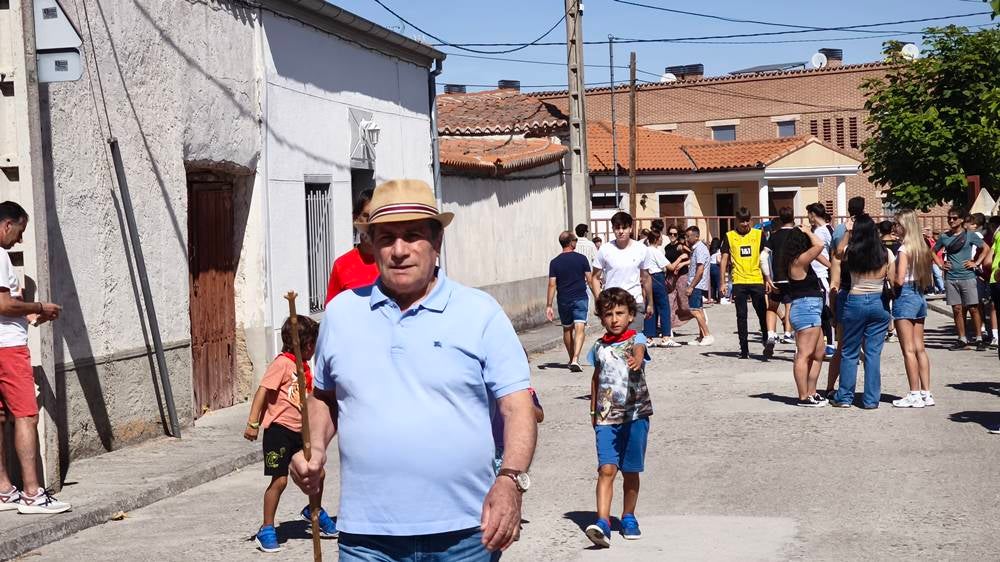 Un utrero de 540 kilos llena las calles de Macotera