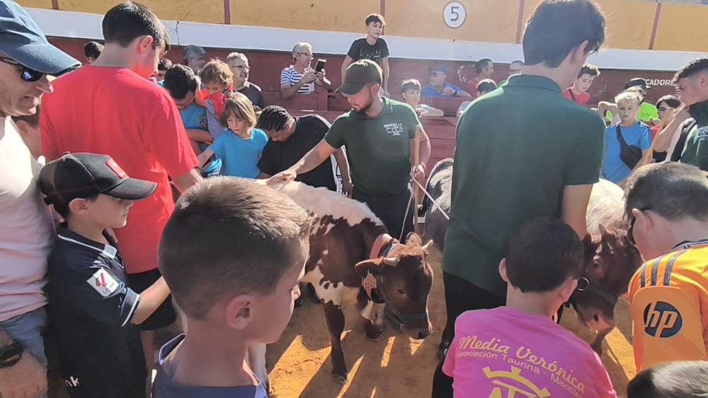 Entretenida mañana con los minibueyes en Macotera