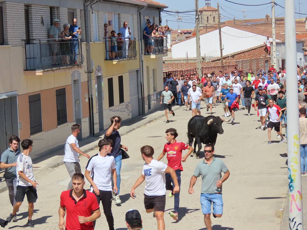 Un utrero de 540 kilos llena las calles de Macotera