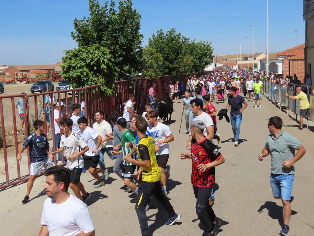 Un utrero de 540 kilos llena las calles de Macotera