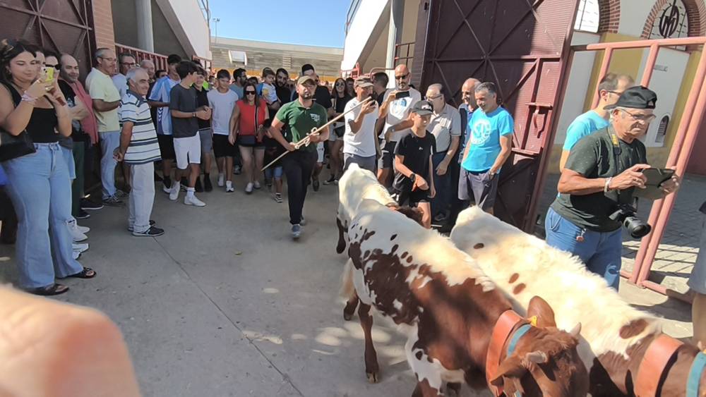 Entretenida mañana con los minibueyes en Macotera