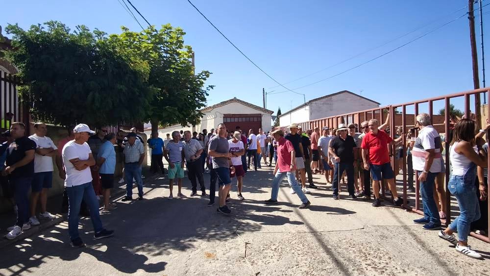 Un utrero de 540 kilos llena las calles de Macotera