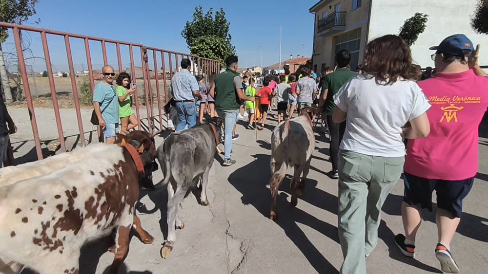 Entretenida mañana con los minibueyes en Macotera
