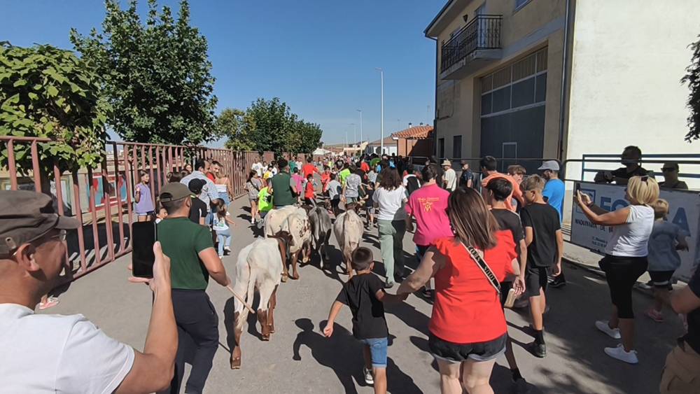 Entretenida mañana con los minibueyes en Macotera