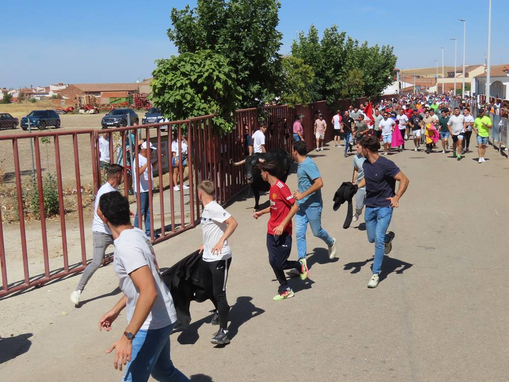 Un utrero de 540 kilos llena las calles de Macotera