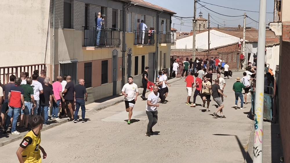 Un utrero de 540 kilos llena las calles de Macotera
