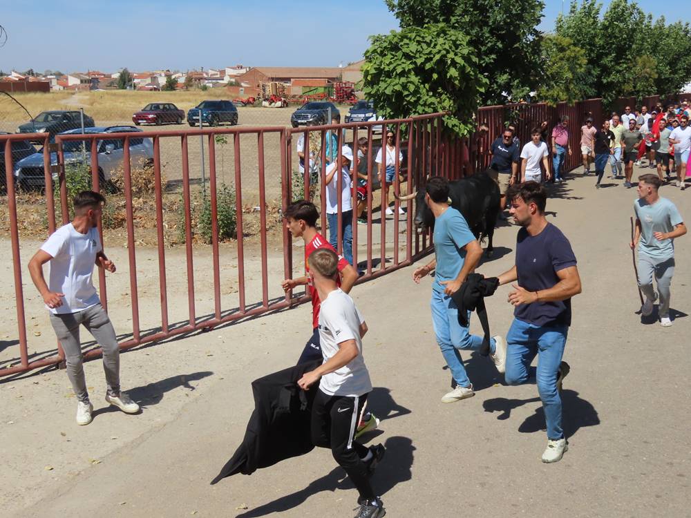 Un utrero de 540 kilos llena las calles de Macotera