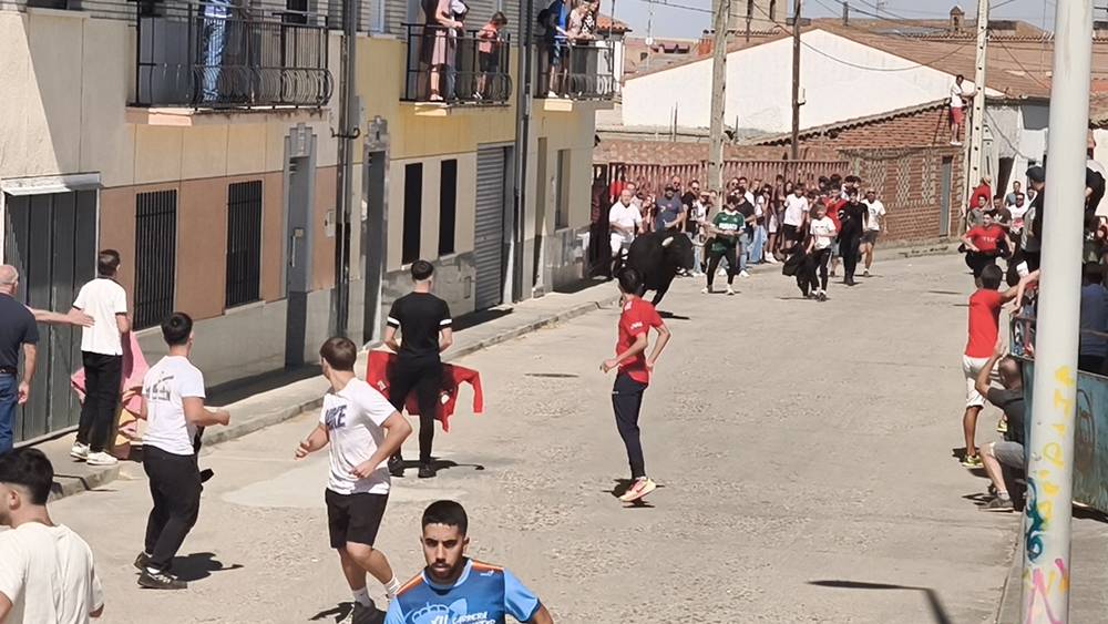 Un utrero de 540 kilos llena las calles de Macotera