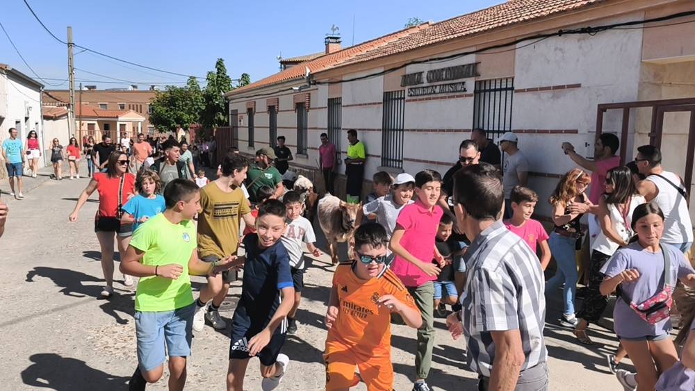 Entretenida mañana con los minibueyes en Macotera