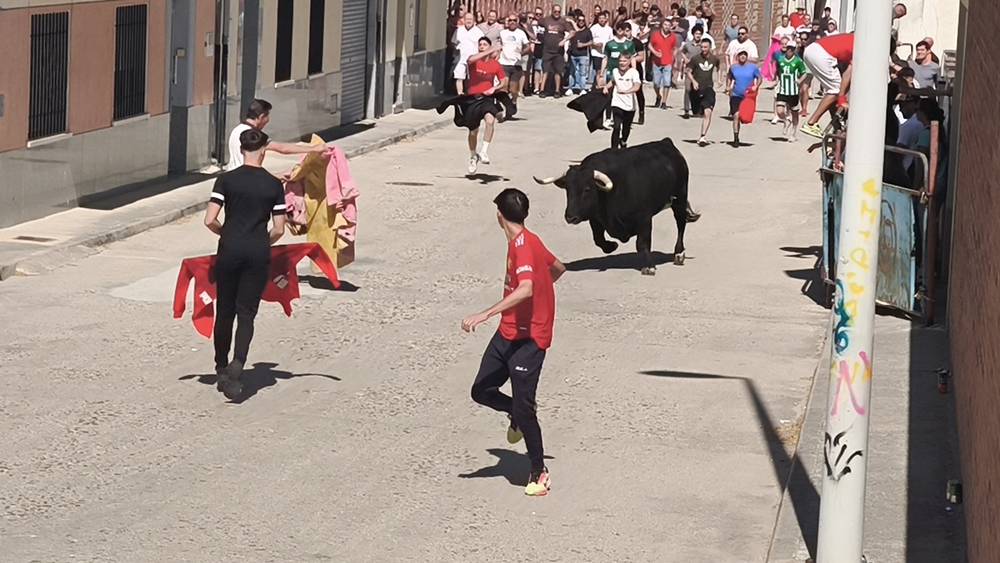 Un utrero de 540 kilos llena las calles de Macotera