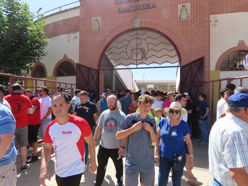 Un utrero de 540 kilos llena las calles de Macotera