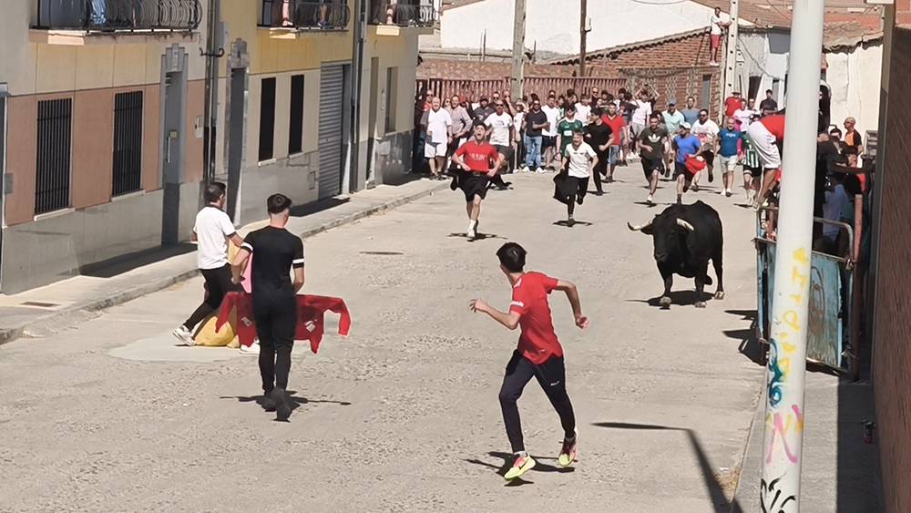 Un utrero de 540 kilos llena las calles de Macotera