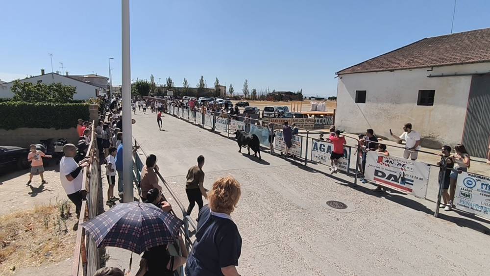 Un utrero de 540 kilos llena las calles de Macotera