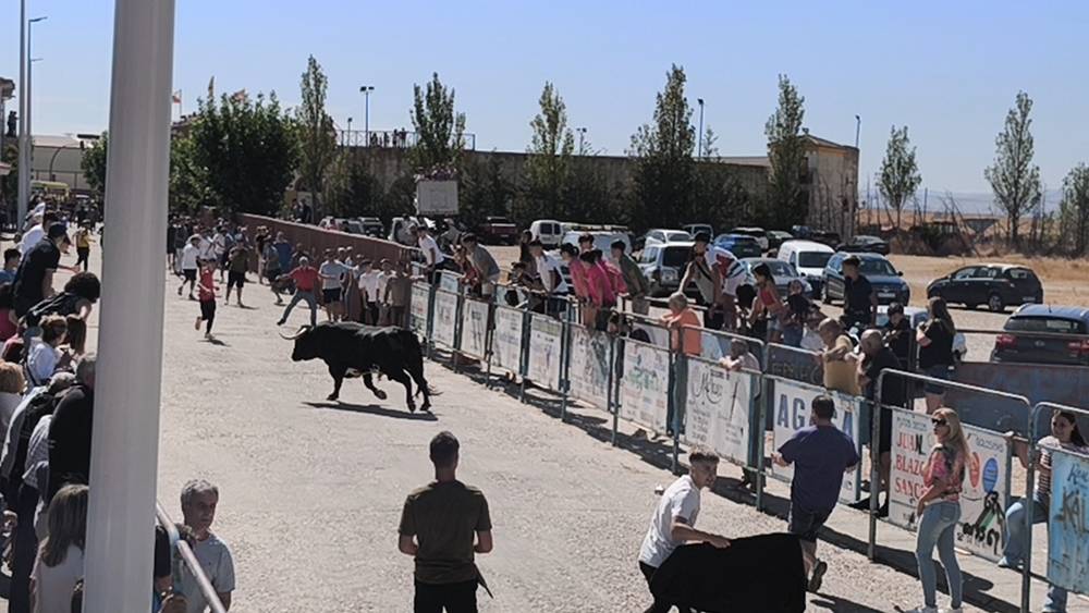 Un utrero de 540 kilos llena las calles de Macotera