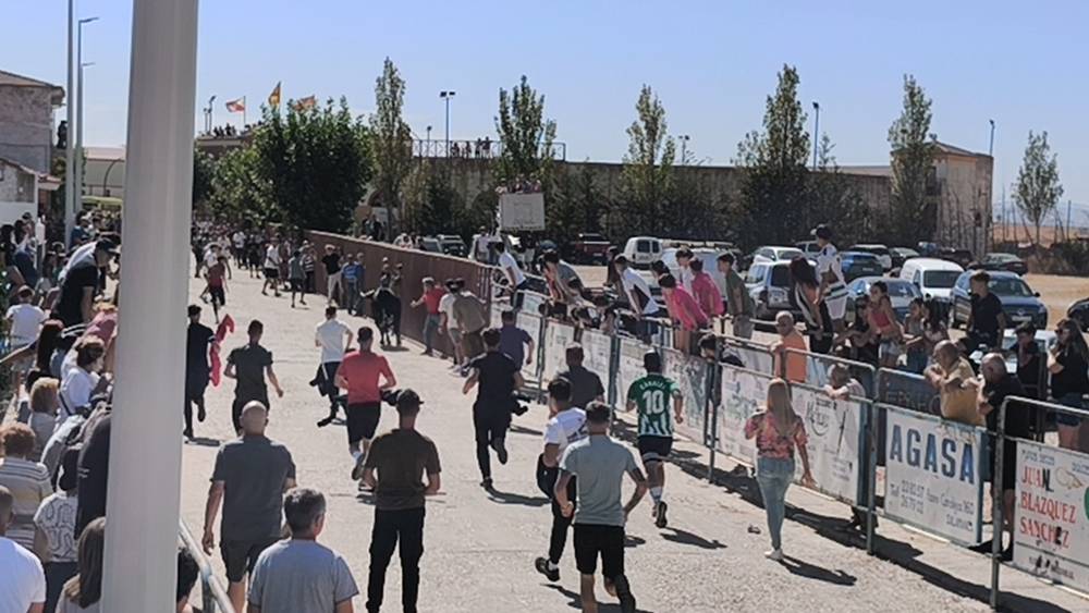 Un utrero de 540 kilos llena las calles de Macotera