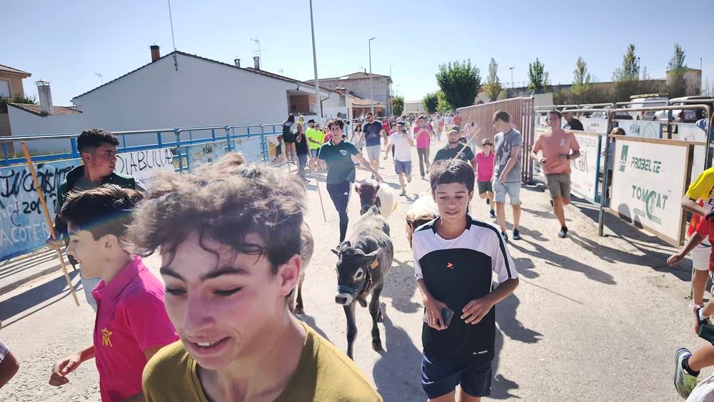 Entretenida mañana con los minibueyes en Macotera