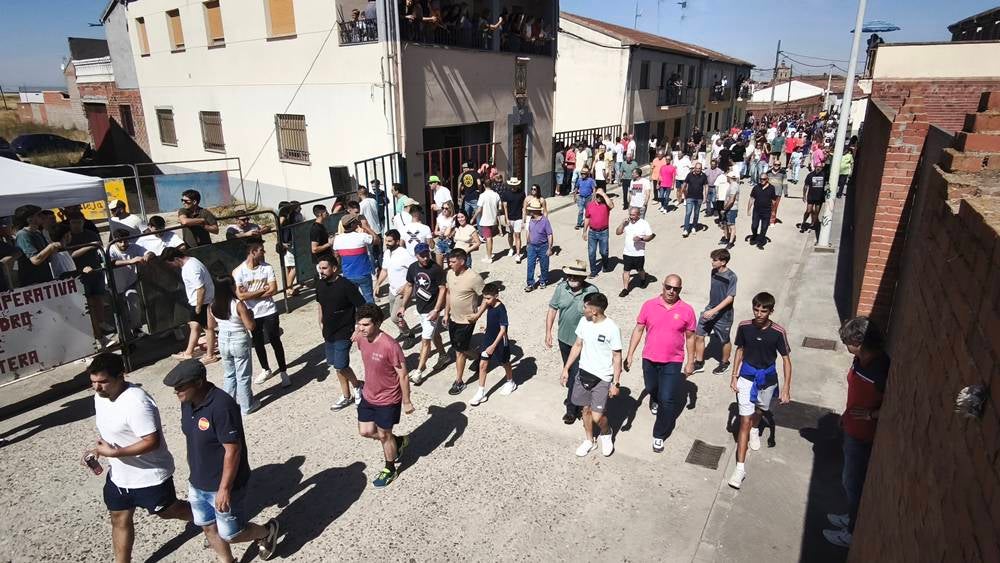 Un utrero de 540 kilos llena las calles de Macotera