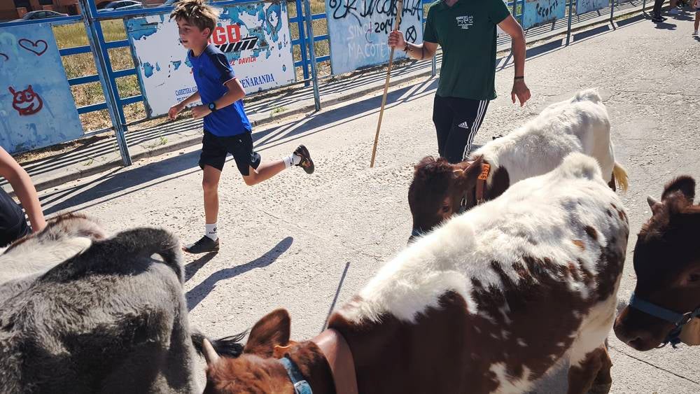 Entretenida mañana con los minibueyes en Macotera