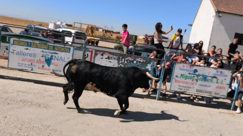 Un utrero de 540 kilos llena las calles de Macotera