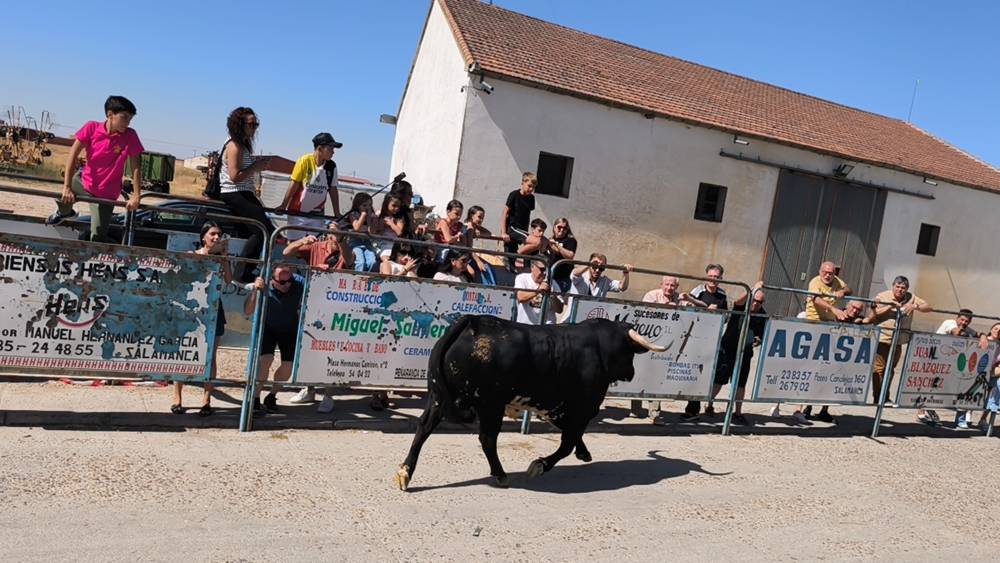 Un utrero de 540 kilos llena las calles de Macotera