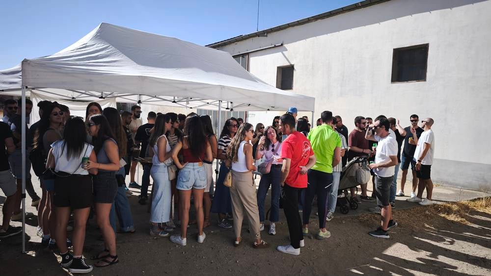 Entretenida mañana con los minibueyes en Macotera