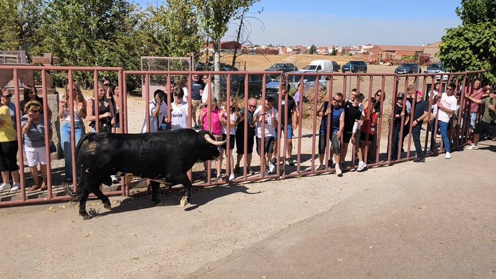 Un utrero de 540 kilos llena las calles de Macotera