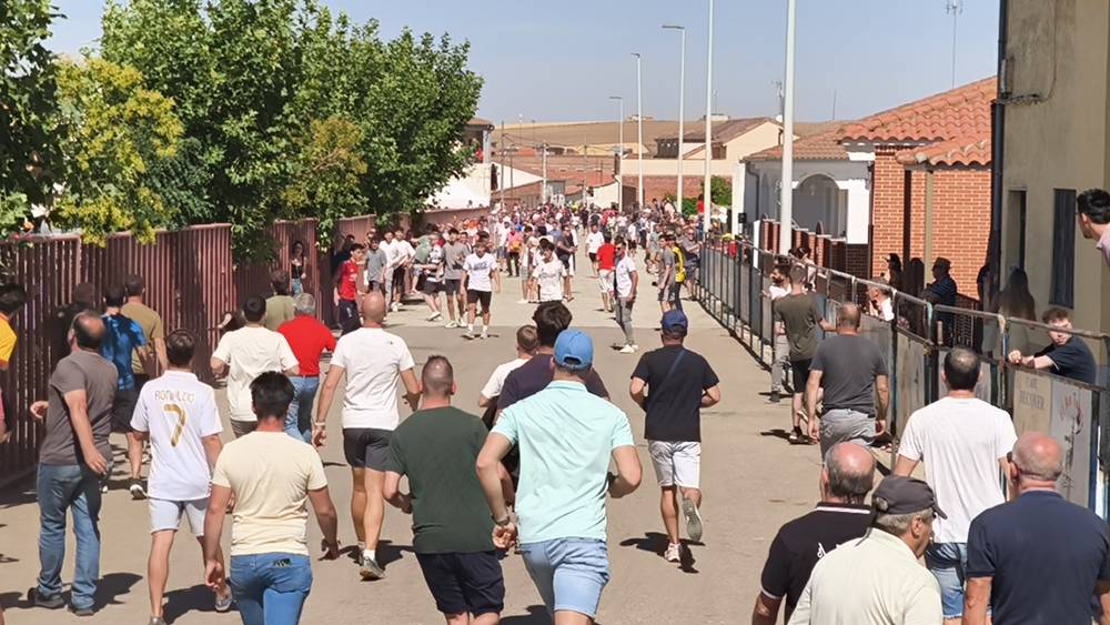 Un utrero de 540 kilos llena las calles de Macotera