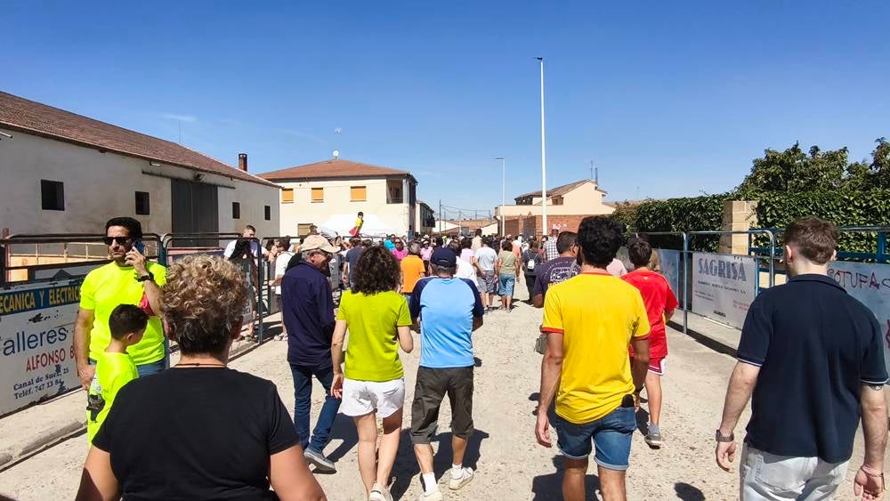 Un utrero de 540 kilos llena las calles de Macotera