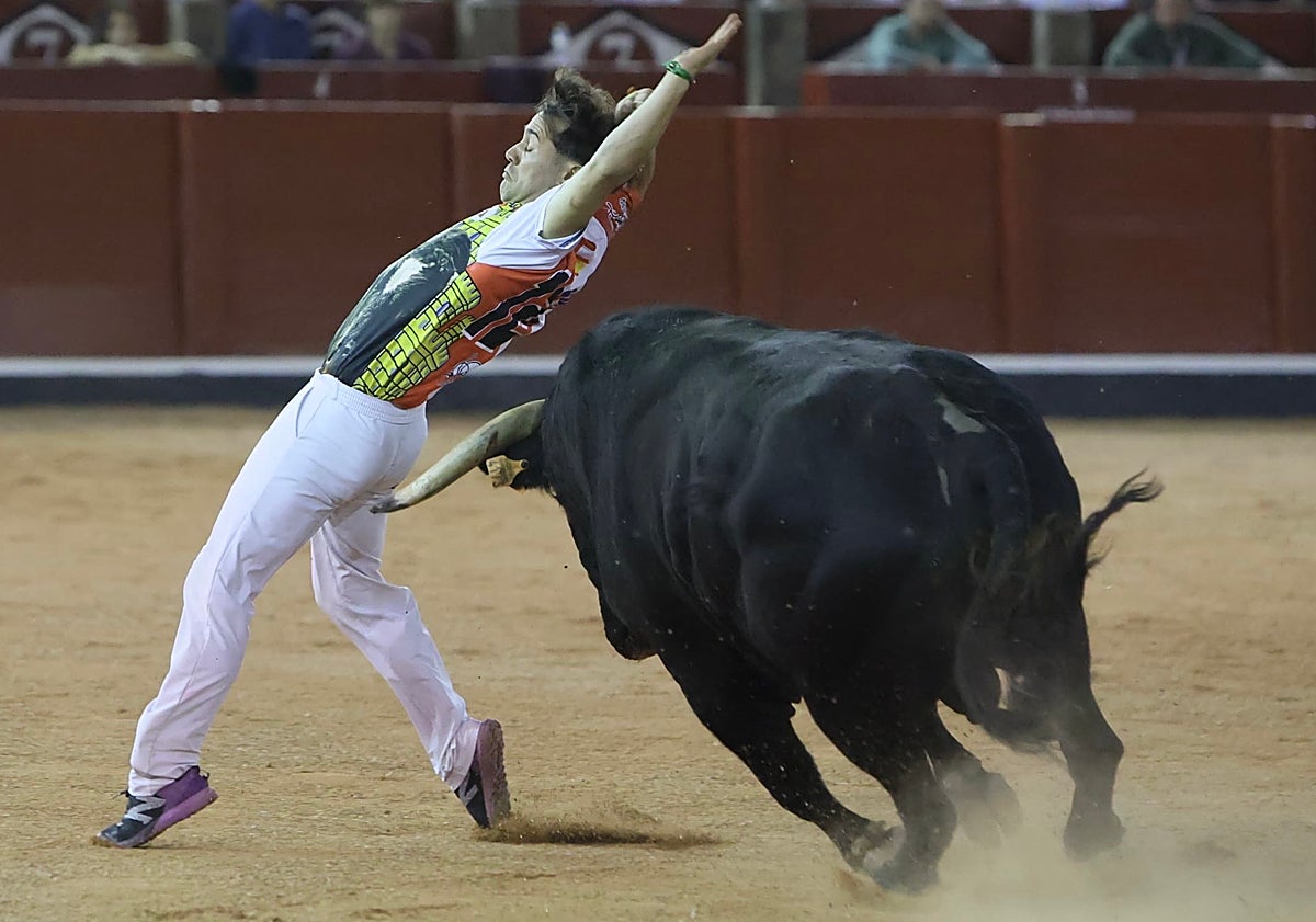 Imagen principal - En la primera imagen, un ajustado recorte de Dani Alonso, el triunfador de la noche. De rodillas, el mirobrigense Pipe Martín, en un quiebro de rodillas. Un espectacular salto de espaldas con tirabuzón de Said Embeyrik al novillo de la final. Los tres se disputaron el trofeo en el último toro y dividieron las opiniones del respetable.