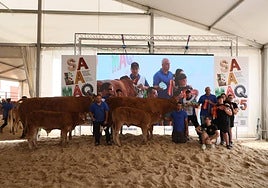 Hembras de raza limusina ganadoras en el concurso morfológico nacional.