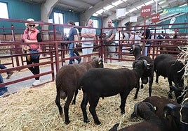 Ovejas castellanas en uno de los corrales de la nave de ovino.