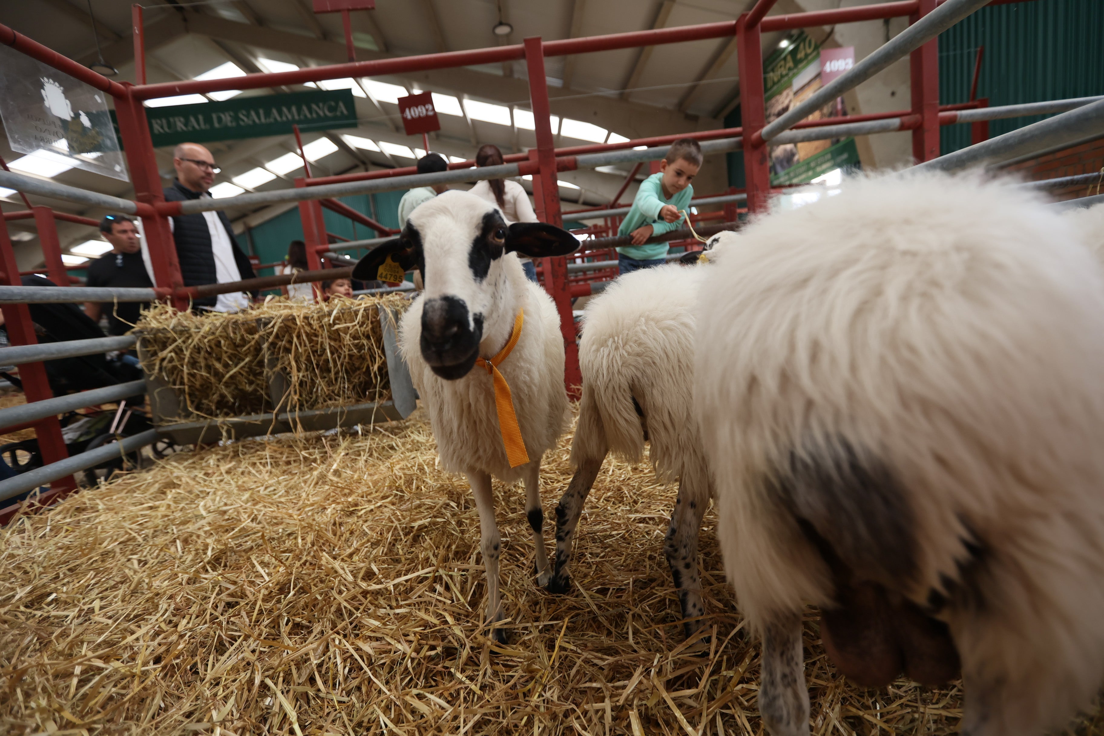 Las mejores imágenes del cuarto día de &#039;Salamaq 2025&#039;