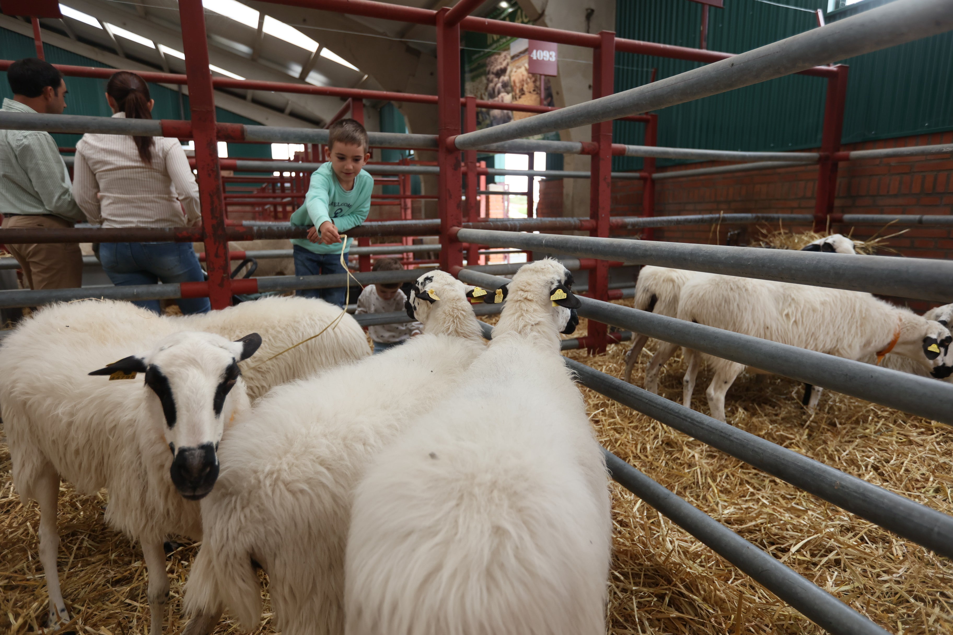 Las mejores imágenes del cuarto día de &#039;Salamaq 2025&#039;