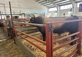 Chaval, en la nave de razas autóctonas.
