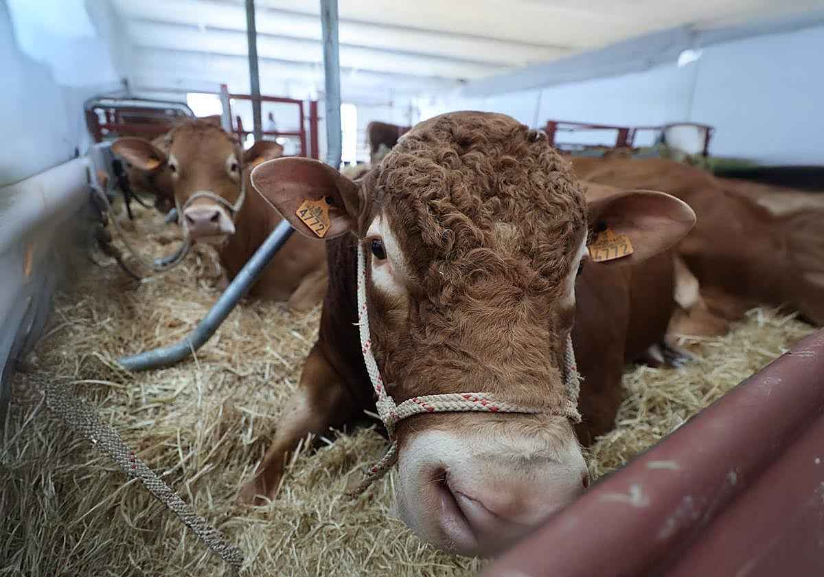 En la foto, se puede ver la forma que le queda al limusín. Es una tendencia que está muy de moda.