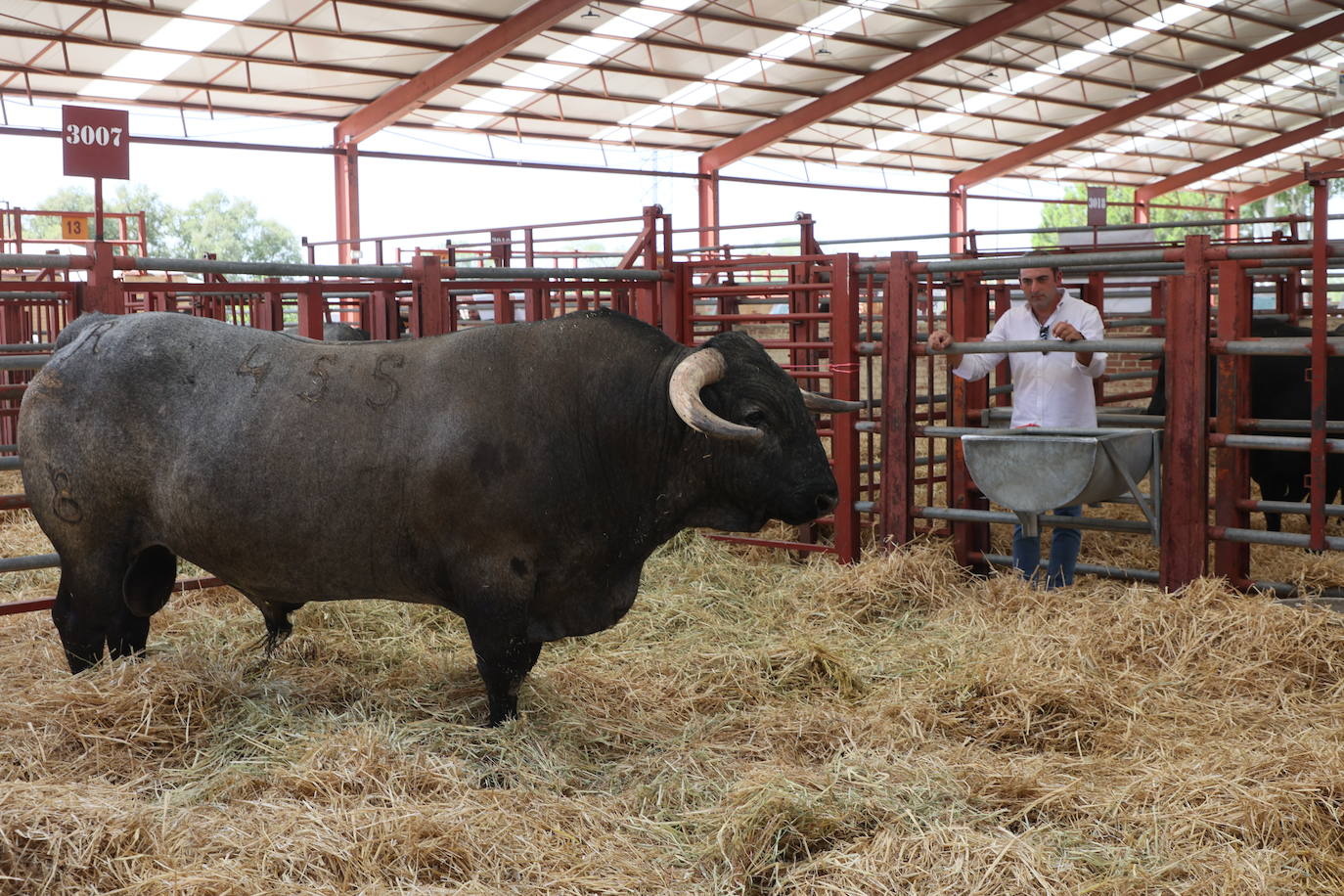 'Belmonte', de Fidel Luis Martín González, venció en la raza morucha.