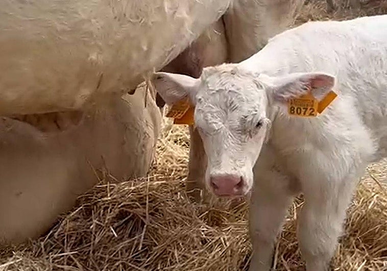 'Salamaq': la ternera 'P' y la otra glotona