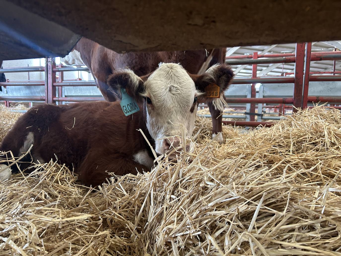 Gloria, ejemplar hereford que está habitualmente protegida de los visitantes por dos vacas de su raza.