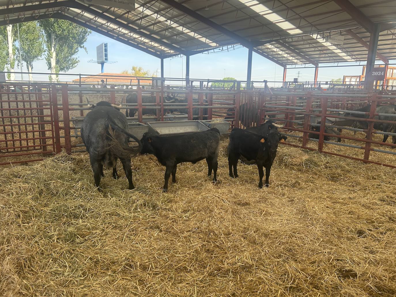 Las vacas moruchas con sus crías son un atractivo de cada edición de la feria 'Salamaq' para los visitantes y entran en concurso.