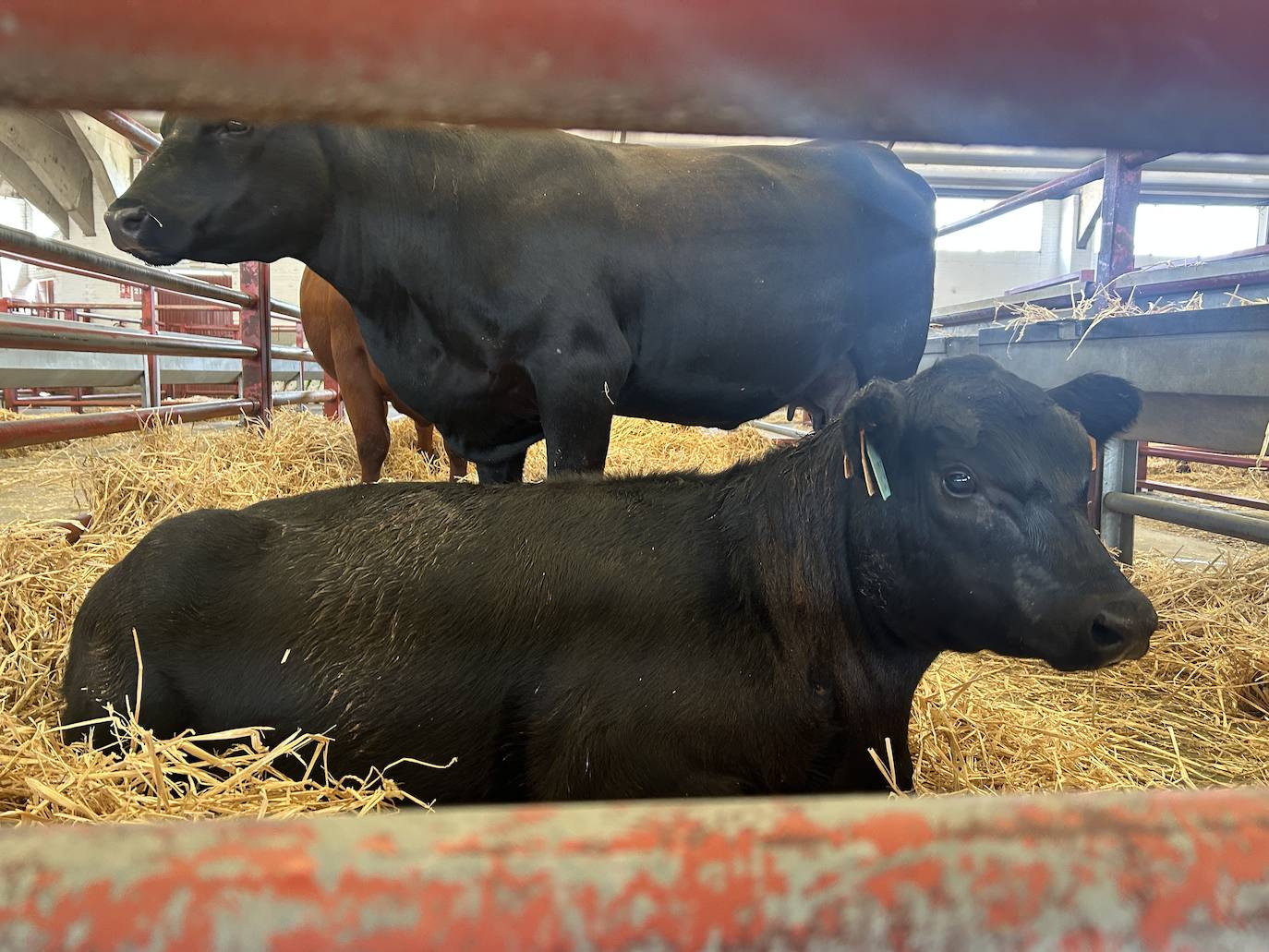 Ternera angus, del mismo propietario que la hereford y que oposita a ser de las más glotonas de la edición.