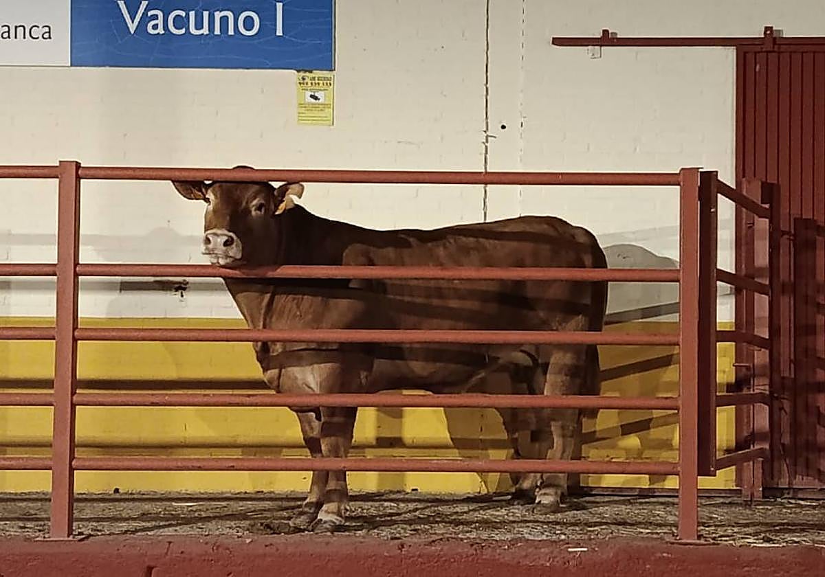 'Trípoli', la vaca fugada fuera de la nave de limusín el pasado viernes.