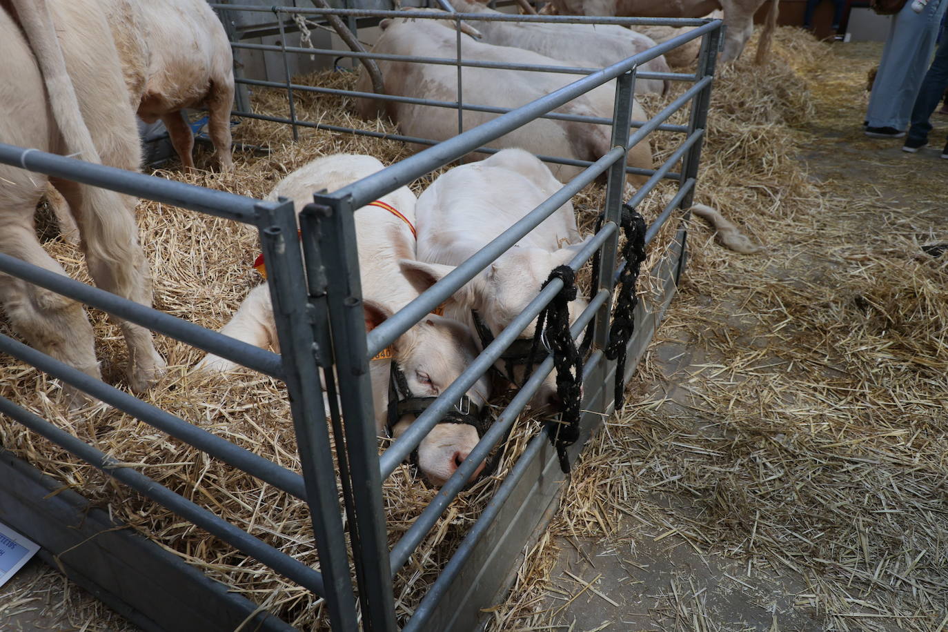 Las mejores imágenes con las que despedir el último día de &#039;Salamaq 2025&#039;