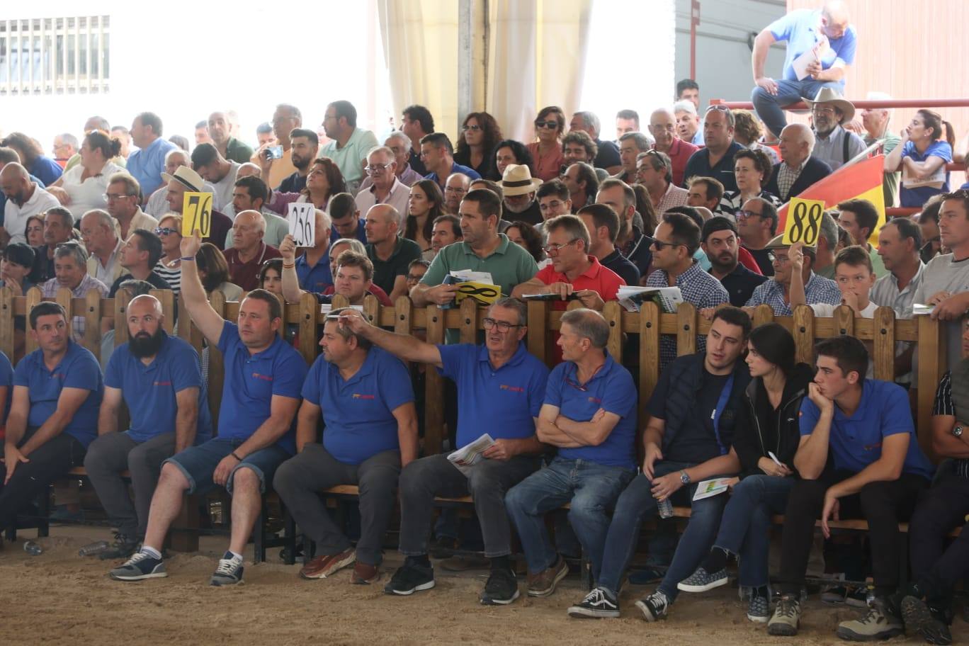 Éxito rotundo en la subasta de vacuno de &#039;Salamaq 2025&#039; por los numerosos ejemplares vendidos por encima de los 6.000 euros