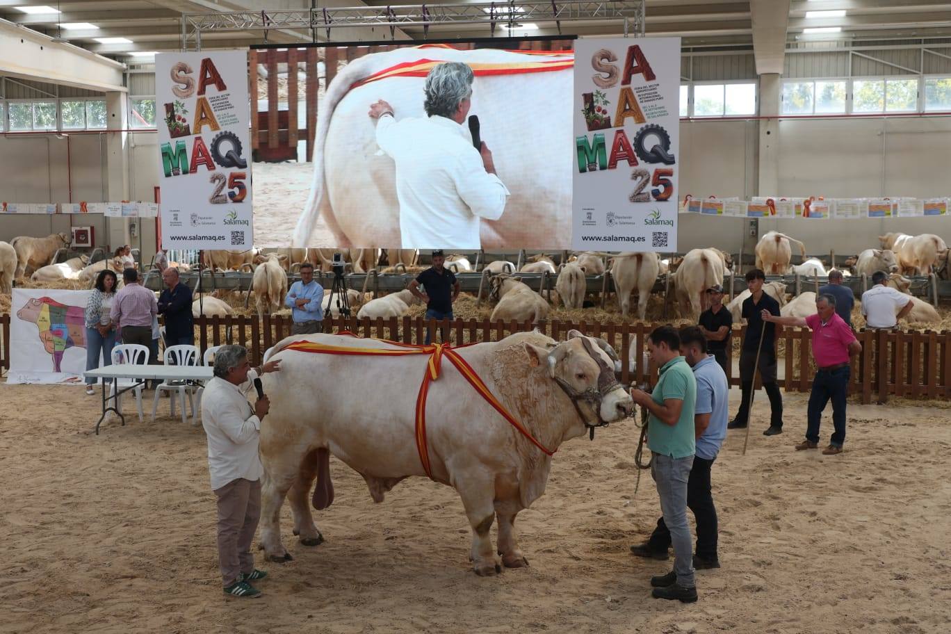 Éxito rotundo en la subasta de vacuno de &#039;Salamaq 2025&#039; por los numerosos ejemplares vendidos por encima de los 6.000 euros