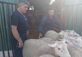 Un grupo de ovejas abandona su cubículo en la Feria.