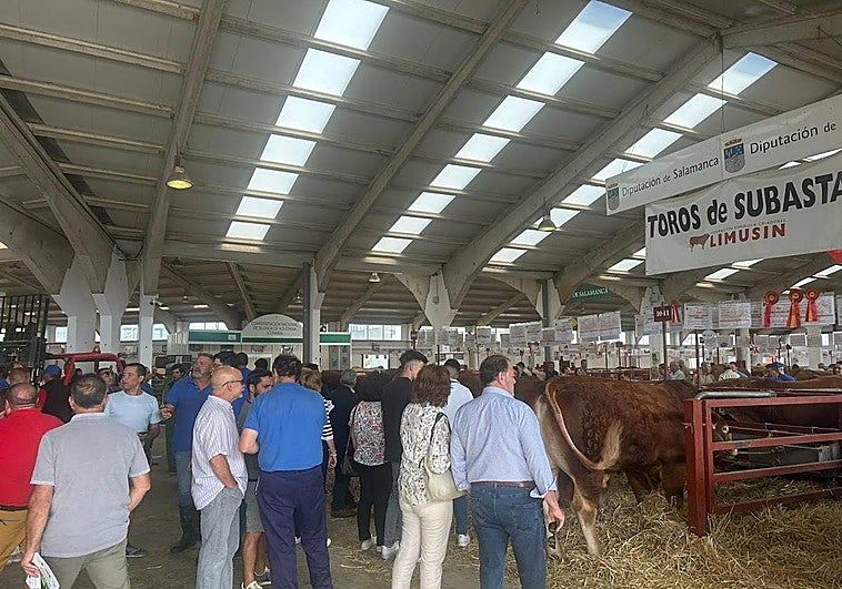 Ganaderos viendo toros limusin por los que pujar.