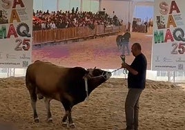 Traviesu se convierte en el ejemplar más caro de la raza asturiana en la subasta de 'Salamaq'