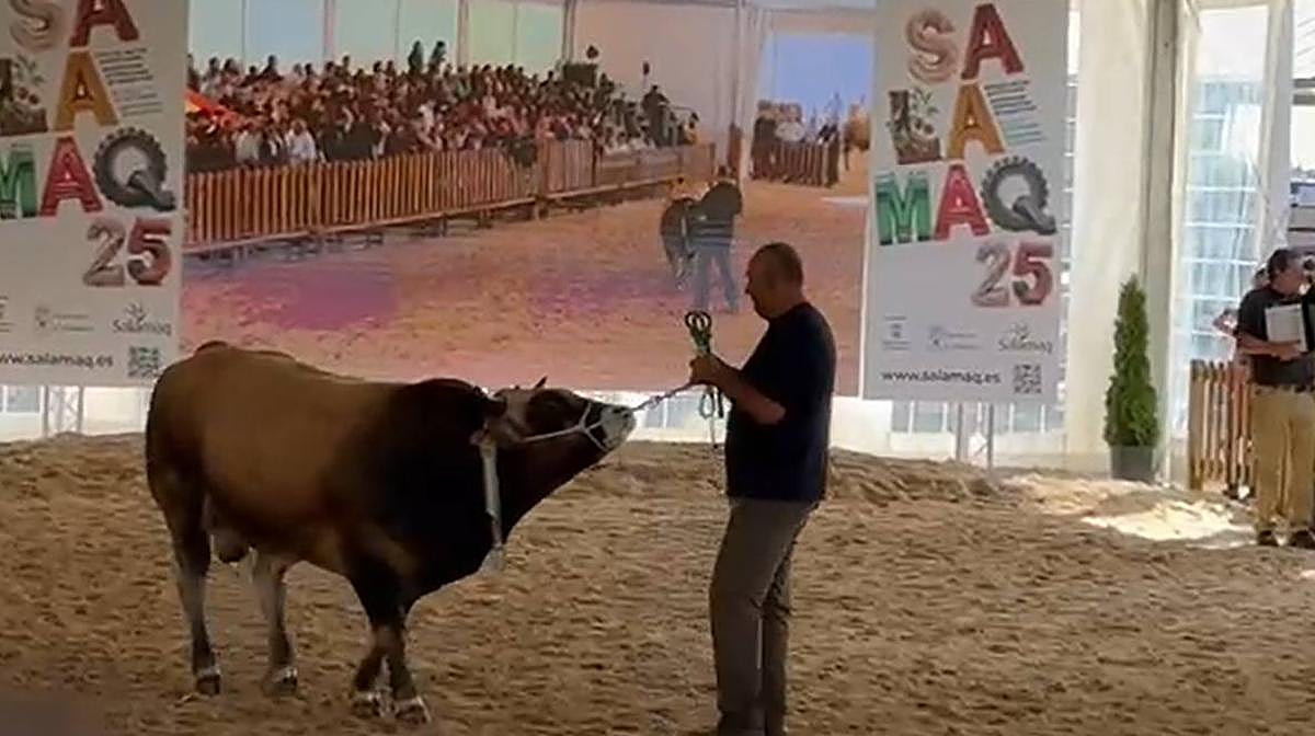 Traviesu se convierte en el ejemplar más caro de la raza asturiana en la subasta de 'Salamaq'