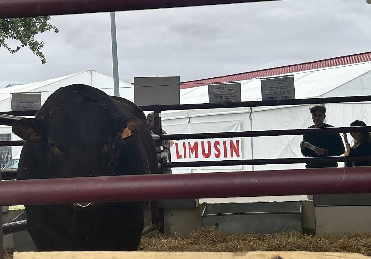 El toro de raza salers sin cuernos y único para inseminación de España, en la feria 'Salamaq'.