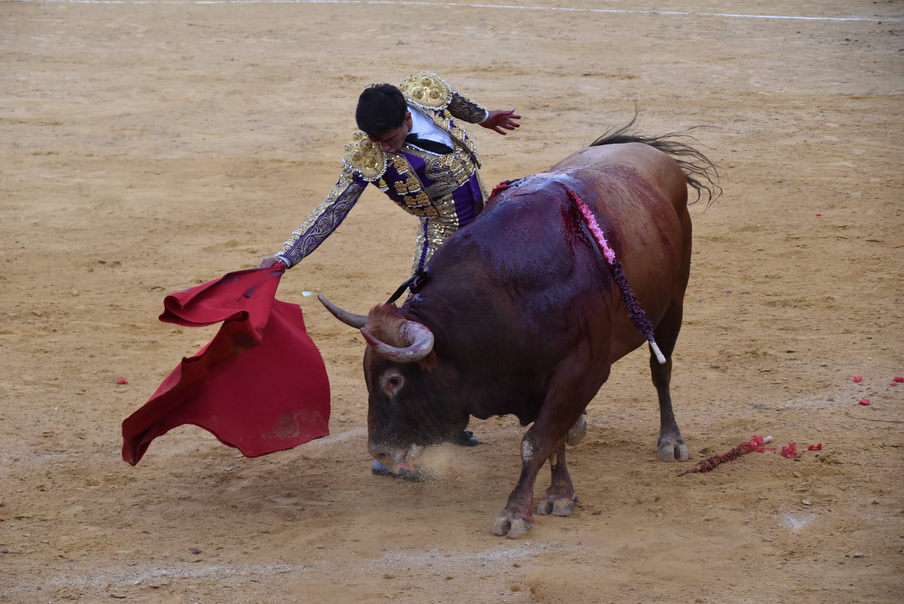 Puerta grande para Castaño, Diosleguarde y Julio Norte en la plaza de toros de Béjar